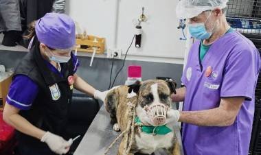 Sanidad Animal inicia un estudio sobre brucelosis canina en Bariloche