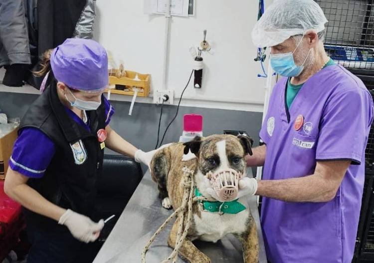Sanidad Animal inicia un estudio sobre brucelosis canina en Bariloche